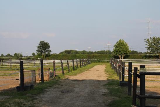 Winterpaddocks ( Flutlicht )